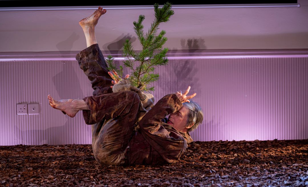DL23_Finding Petunia Little Tree