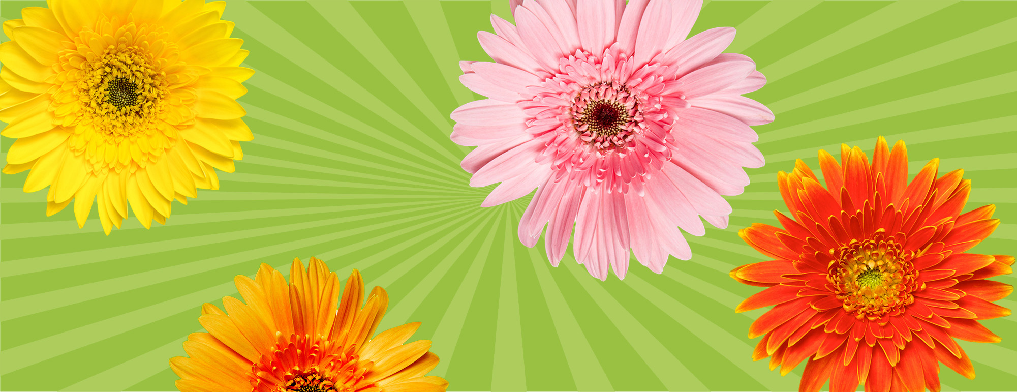 SPRINGBGBannerNORED